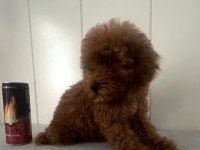 15 Haziran doğumlu minik erkek ve dişi poodle