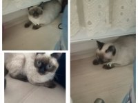 Siyam kedimi sahiplendireceğim
