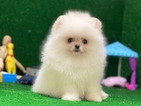 Blacks Petshop Garantisiyle Sağlık Garantili Pomeranian