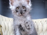 Maine Coon Wcf Erkek Black Smoke