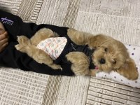 maltipoo köpekleri
