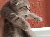 Scottish Fold Yavrular