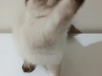 Top kafa Mavi göz SCOTTİSH FOLD erkek