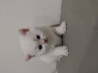 10 Mayıs doğumlu scottish fold bebekler ailelerini arıyor