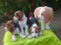 Uygun Beagle Yavruları