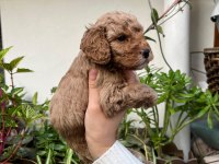 MÜKEMMEL KALİTEDE KIVIR KIVIR TOY POODLE YAVRULAR