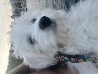Dünya tatlı oglum maltese