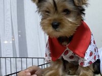 Üç aylık yavru yorkshire terrier