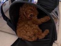 Toy poodle yavrumuz 3.5 aylık tüm aşıları tam (erkek)