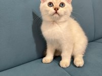 Blue Point British Shorthair Kızımız Yeni Yuvasını Arıyor