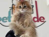 Yasal çiftlikden ziyarete açık golden longhair british