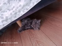 MAYA 70 GÜNLÜK SAFKAN ORJİNAL UZUN TÜY KEDİMİZ