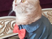 İki aylık scottish fold ücretsiz sahiplendirme