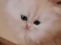 Tombul şirin silver british longhair erkek