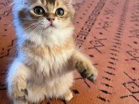 BRİTİSH LONGHAİR MERAKLILARINA DUYRULUR