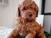 TOY POODLE MÜKEMMEL YAVRULAR