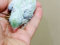 Gökkuşağı turkuaz erkek forpus