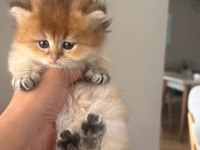 Golden Ny12 Ny11 Kodlu Efsane Kalite Yavru Kediler