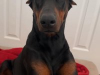 Hırslı Doberman yavrular