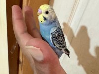 43 Günlük Erkek Bebek Muhabbet Kuşu