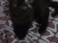 2 aylık british shorthair bebeklerim