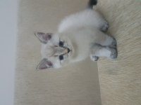 British shorthair 2 aylık erkek