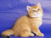 British Longhair Yavruları