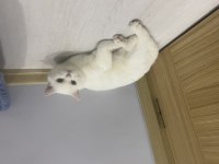Scottish fold kedimizi sahiplendirmek istiyoruz