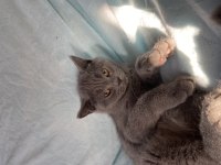 British Shorthair Topidik Yeni Yuvasını Arıyor