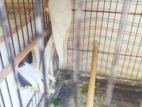 Sultan papağanı albino ve wf