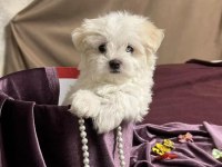 Orjinal Maltese Terrier Yavrularımız Dişi Ve Erkek