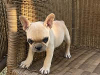 French Bulldog Köpeğimiz