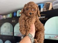 Petmode köpek çiftliğinde ziyarete açık toy poodle