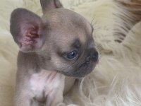 Exotic renk french bulldog yavrularım