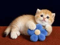 British Shorthair Golden Yavrular