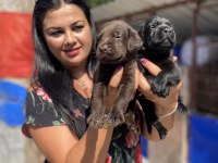 Çikolata Labrador Yavrularım