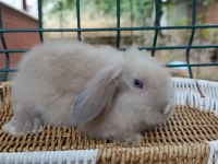 Hollanda teddy lop yavru tavşanlar