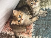 50 günlük british longhair