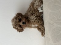 Birinci sınıf teacup maltipoo yavrular