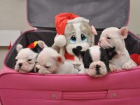 French Bulldog Yavruları