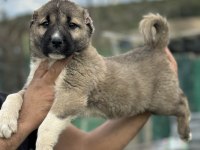 Karaboğa kangal yavruları bir