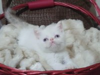 Exotic shorthair kızlar