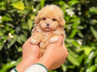 Teacup maltipoo 2.5 aylık dişi yavrumuz