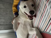 Erkek köpeğimiz olumuz bolt için yuva arıyoruz