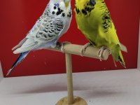 Şov Parçalı Ve Teksas Muhabbet Kuşu