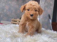 MALTİPOO YAVRULARIM HARİKA RENK ANATOMİ VE BOY