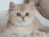Krem Rengi Dişi Yavru British Shorthair