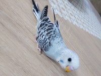 Ev üretimi yeni doğan dişi muhabbet kuşu