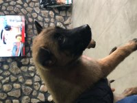 2.5 Belçika kurdu değerini bilene