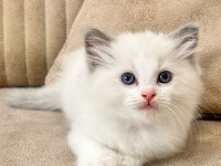Bicolor Ragdoll Bebekler